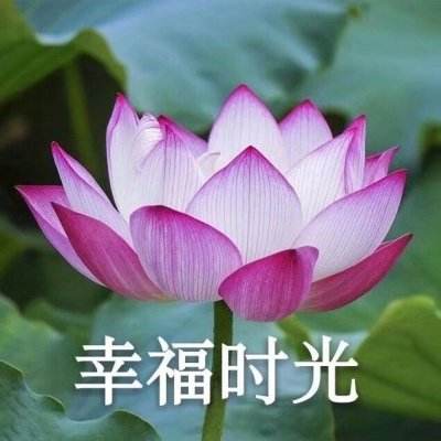 影石的压力，不止被起诉